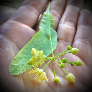 An image of a linden flower in full bloom. A greenish white flowerlet from a linden tree sits open in the palm of a human hand.