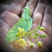 An image of a linden flower in full bloom. A greenish white flowerlet from a linden tree sits open in the palm of a human hand.
