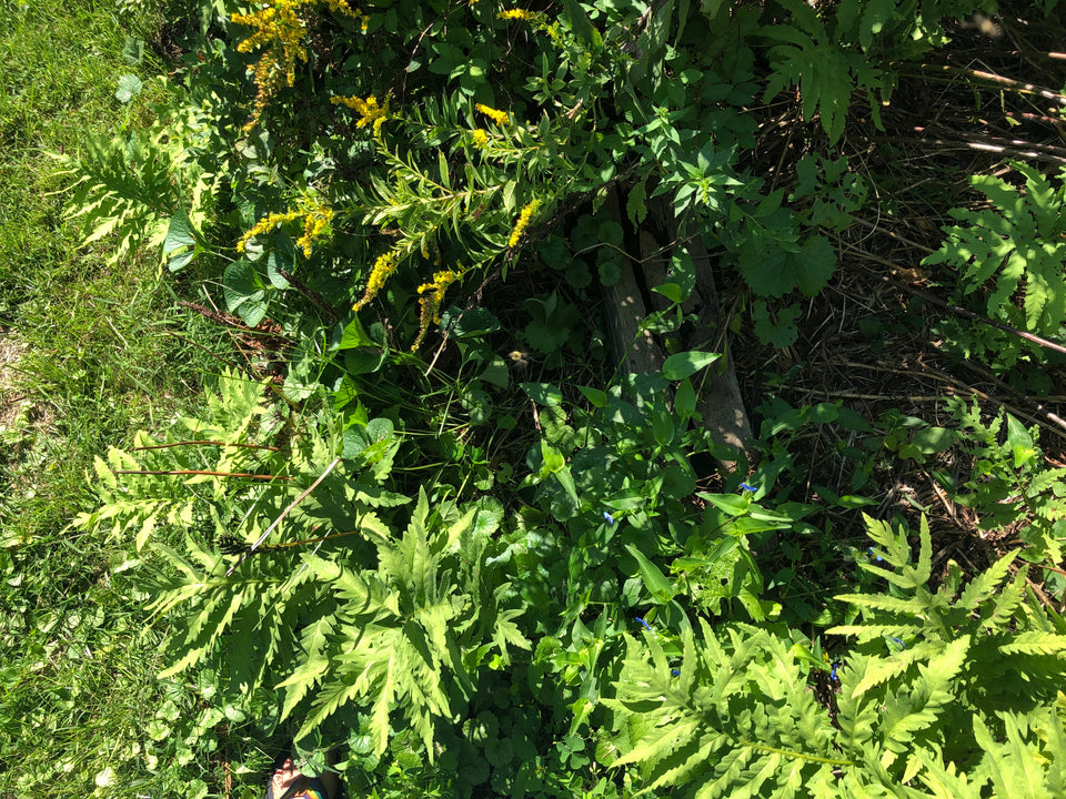 An image of a lawn. Plants in view include golden rod with yellow flowers, sensitive fern with many fronds, violet with heart shaped leaves, and more.